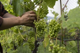 L'école de Changins a trouvé un nouveau directeur (photo d'illustration). KEYSTONE/CHRISTIAN BEUTLER