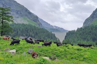Les conditions sur l'alpage de Chermontane dans le Val de Bagnes sont au vert