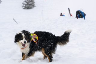 Une avalanche s'est déclenchée mardi vers 12h20 dans un secteur hors-piste de la station des Crosets, dans la commune du Val-d'Illiez (VS). Des hélicoptères et une colonne de secours avec des chiens recherchent d'éventuels skieurs (illustration). KEYSTONE/JEAN-CHRISTOPHE BOTT