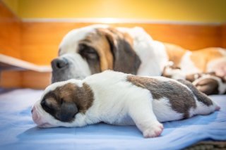 Chiots_Finesse_2024-c-Fondation-Barry-_-Anne-Holzer-light-08