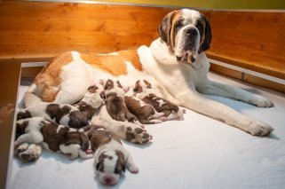 Le 29 octobre, "Finesse" a mis au monde 7 chiots.