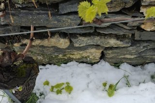 Ce sont surtout les cépages précoces, déjà bien avancés dans leur croissance, qui ont subi les plus gros dégâts.