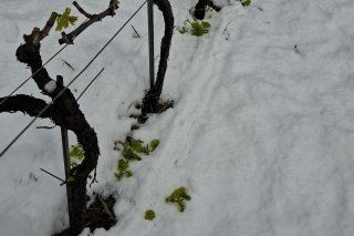 Les espoirs reposent désormais sur les bourgeons secondaires, qui pourraient produire de nouvelles pousses.