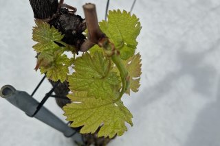 Dans certaines régions de plaine, le manteau blanc, lourd et collant, a brisé de nombreuses jeunes pousses.