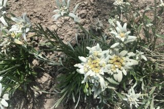L'edelweiss, une fleur emblématique de nos montagnes, ici sur l'exploitation de Sembrancher