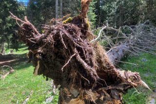 La forêt valaisanne a subi de lourds dommages.