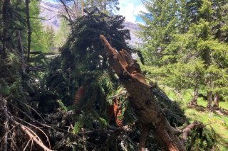 La forêt valaisanne a subi de très lourds dommages.