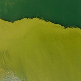 Les algues bleues gâchent régulièrement le plaisir des baigneurs au lac de Lugano à la fin de l'été (archives). KEYSTONE/TI-PRESS/ELIA BIANCHI