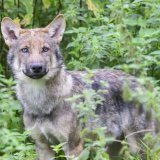 Un loup a été retrouvé mort dans la vallée grisonne de Poschiavo, probablement tué par un braconnier (archives). KEYSTONE/DPA/JULIAN STRATENSCHULTE