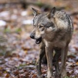 Les attaques des loups sur des animaux de rente se sont succédé dans la vallée de la Brévine et ses alentours ces dernières semaines (image symbolique). KEYSTONE/MICHAEL BUHOLZER