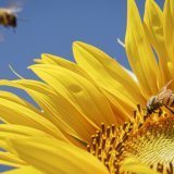 La situation des abeilles, notamment sauvages, est grave en Europe selon l'organisation internationale de protection de la nature, l'UICN (photo d'illustration). KEYSTONE/VALENTIN FLAURAUD