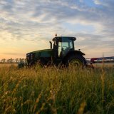 Cette année la culture des petits pois a particulièrement souffert de la chaleur de juin. KEYSTONE/DPA/KLAUS-DIETMAR GABBERT