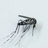Les moustiques tigres peuvent notamment transmettre le virus du Nil occidental. KEYSTONE/DPA/UWE ANSPACH