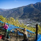 Sur les hauts de Fully, comme sur tout le canton, les femmes prennent une part importante dans la vitiviniculture