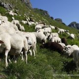 Un chien berger ou chiens de protection des troupeaux, ici un Maremmana des Abruzzes, est utilise par les bergers pour proteger les troupeaux de moutons du loup, dans les alpages de montagne. Photographie ce mardi 15 juillet 2008 sur un alpage dans la region de Morgins dans le canton du Valais. (KEYSTONE/Jean-Christophe Bott)