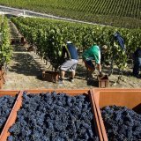 Peut-être bientôt une bourse de la vendange pour le raisin valaisan.