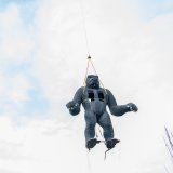Le gorille du Botza s'est offert un transport de luxe entre son ancienne et sa nouvelle demeure.