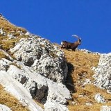 En maître dans les montagnes, le bouquetin sert aussi d'indicateur de la santé de l'écosystème alpin