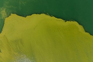 Les algues bleues gâchent régulièrement le plaisir des baigneurs au lac de Lugano à la fin de l'été (archives). KEYSTONE/TI-PRESS/ELIA BIANCHI