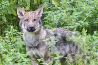Un loup a été retrouvé mort dans la vallée grisonne de Poschiavo, probablement tué par un braconnier (archives). KEYSTONE/DPA/JULIAN STRATENSCHULTE