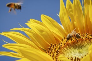 La situation des abeilles, notamment sauvages, est grave en Europe selon l'organisation internationale de protection de la nature, l'UICN (photo d'illustration). KEYSTONE/VALENTIN FLAURAUD