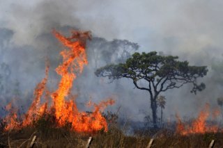 Les forêts sont brûlées pour laisser la place à l'agriculture (archives). KEYSTONE/AP/ERALDO PERES