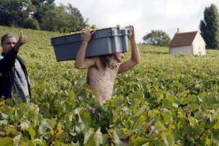 Le vin vendu à Beaune, des primeurs, ne sera pas livré avant juin 2027, après avoir été élevé sur place (archives). KEYSTONE/AP/PATRICK GARDIN