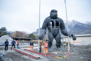 Le gorille du Botza avant son départ. Il a été sanglé pour être transporté par hélicoptère.