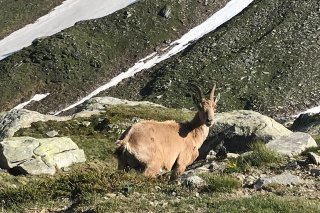 La population de bouquetins a pris l'ascenseur en Valais