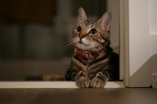 La SPA du Bas-Valais se dit dépassée notamment par le nombre de chats errants