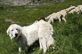Les chiens de berger doivent être exonérés d'impôt estime le Centre du Haut-Valais (photo d'illustration).