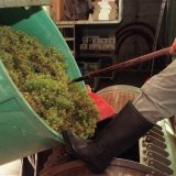 Un caviste à l'oeuvre à Venthône.