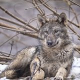 En Suisse, 89 loups ont été tués entre septembre 2025 et janvier 2026. (Photo d'archive) KEYSTONE/MICHAEL BUHOLZER