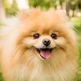 Une Suissesse de 26 ans et une Serbe de 48 ans ont tenté d’importer illégalement cinq chiens de race spitz nains, également appelés loulous de Poméranie.