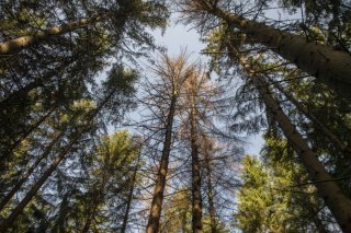 La hausse des températures et la sécheresse croissante soumettent les forêts à un stress important en Suisse aussi (image symbolique). KEYSTONE/URS FLUEELER