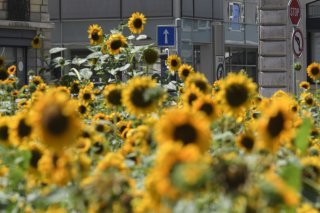 La Fondation Etrillard crée un nouveau prix pour soutenir la nature en ville. (Photo d'illustration) KEYSTONE/MARTIAL TREZZINI