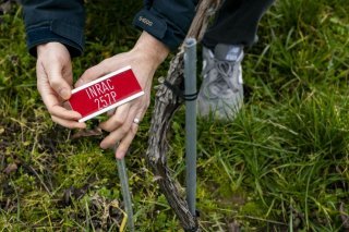 Une vigne de l'un des sept nouveaux cépages résistants dévoilés par Agroscope jeudi. Keystone/JEAN-CHRISTOPHE BOTT