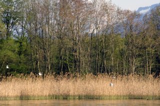 Les travaux du futur centre nature dans la réserve des Grangettes vont démarrer (archives). KEYSTONE/OLIVIER MAIRE