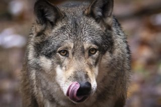 Malgré les moyens mis en oeuvre par le canton, les prédations dues au loup restent élevées dans le Jura vaudois (image prétexte). KEYSTONE/MICHAEL BUHOLZER