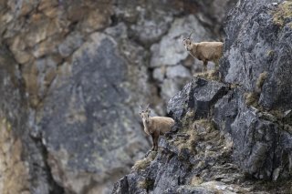 Avant leur réintroduction au début du 20e siècle dans d'autres régions alpines, il n'existait plus qu'environ 80 bouquetins dans les Alpes, tous regroupés dans la Vallée d'Aoste. Les premiers individus ont été croisés avec des chèvres, explique Raphaël Arlettaz. Ce qui signifie qu'encore aujourd'hui, chaque bouquetin présent en Suisse, possède des gênes de chèvre.