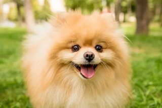 Une Suissesse de 26 ans et une Serbe de 48 ans ont tenté d’importer illégalement cinq chiens de race spitz nains, également appelés loulous de Poméranie.