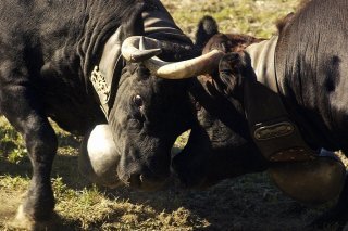 Deux vaches s'affrontent lors du combat de reines de la Foire du Valais (archives)