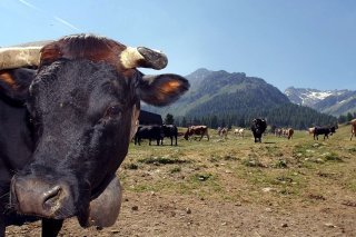 Vaches d'Hérens