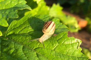 Les escargots de Michaël