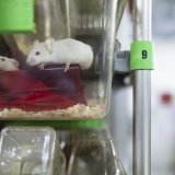 L'acceptation de l'initiative sur l'expérimentation animale serait un frein au progrès, à l'innovation et à la formation, selon des institutions de recherche (archives).