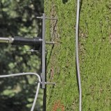 Grâce à des mesures dendrométriques, les chercheurs ont enregistré les variations de l'épaisseur du tronc à l'échelle du micromètre.