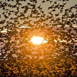 L'étude montre que les efforts de protection des animaux peuvent aider à combattre le changement climatique. "Les déclins chez les animaux peuvent perturber les réseaux écologiques d'une façon qui menace la résilience d'écosystèmes entiers", dit E...