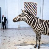 Le Musée d'art et d'histoire de Genève a donné carte blanche à l'historien de l'art Jean-Hubert Martin. Son exposition "Pas besoin d'un dessin" regroupe quelque 550 oeuvres et objets puisés dans les collections et rassemblés de manière thématique....