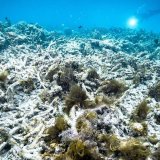 La grande barrière de corail a subi trois épisodes très graves de blanchissement des coraux depuis 2015 (archives).