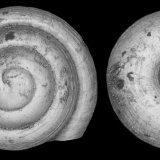 Cette espèce d'escargot terrestre est à ce jour la plus petite jamais découverte. Il existe des gastéropodes encore plus minuscules mais en milieu marin.
